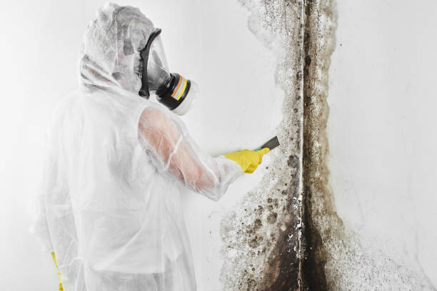 West Chicago, IL Mold Removal Company