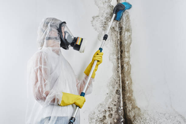 Mold Removal and Inspection in West Chicago, IL