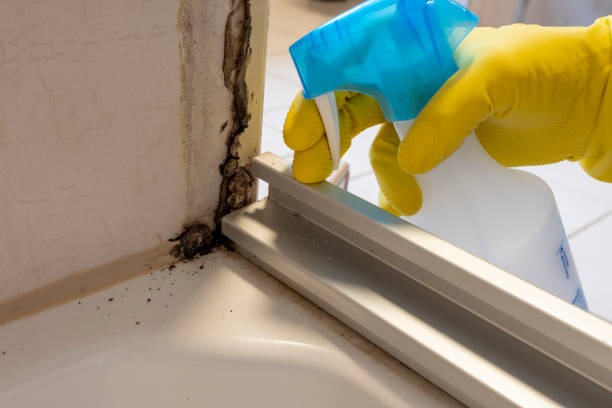 Mold Testing and Removal in West Chicago, IL