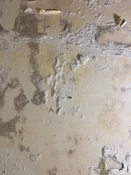 Best Emergency Mold Removal  in West Chicago, IL