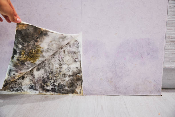 Best Toxic Mold Removal  in West Chicago, IL